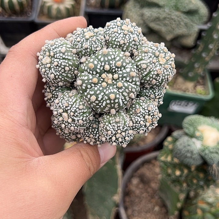 8.1苗接多头超兜仙人球730