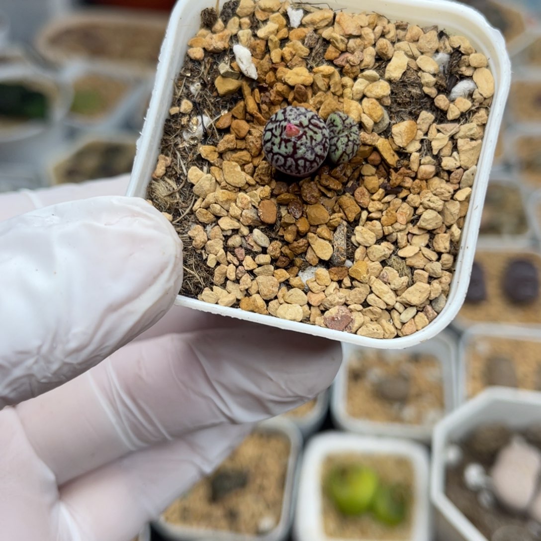 多肉植物一物一拍8