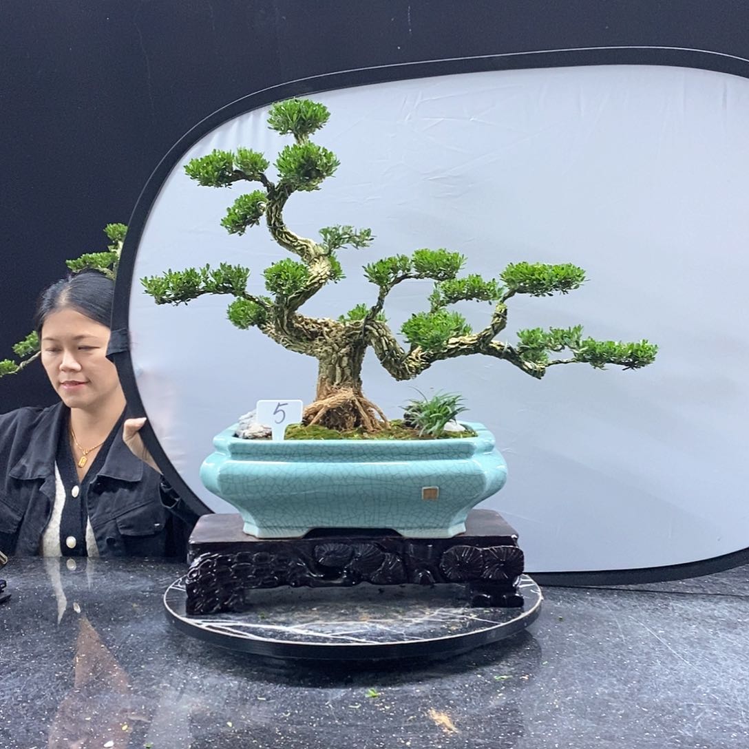 无花朵黄杨盆景艺术