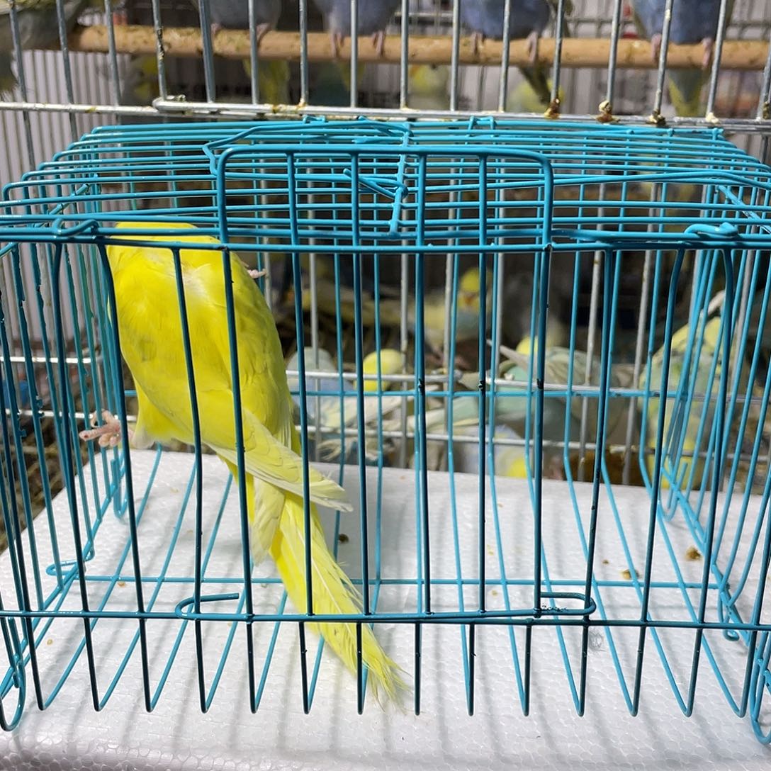 虎皮鹦鹉虎皮鹦鹉