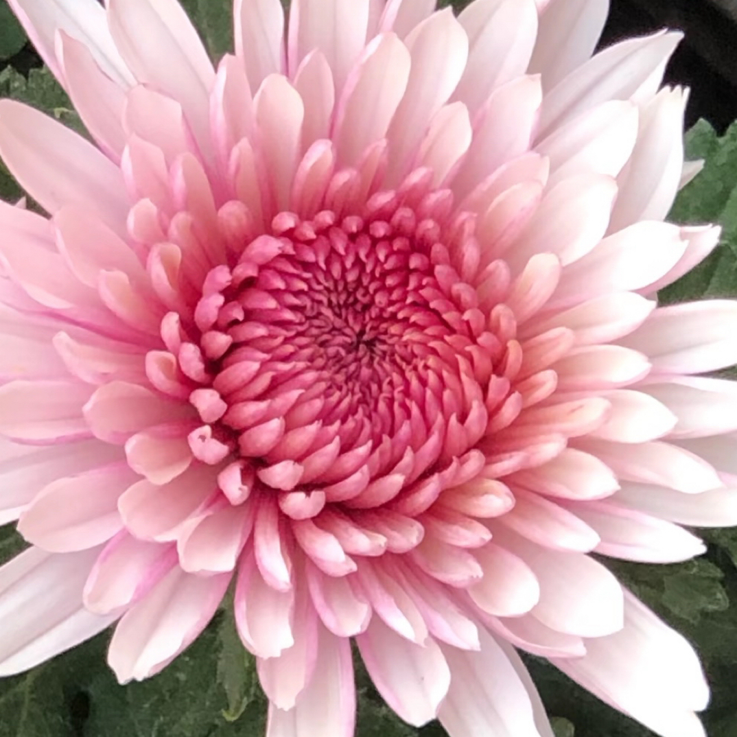 荷塘月色（精品九月大菊）基地直发