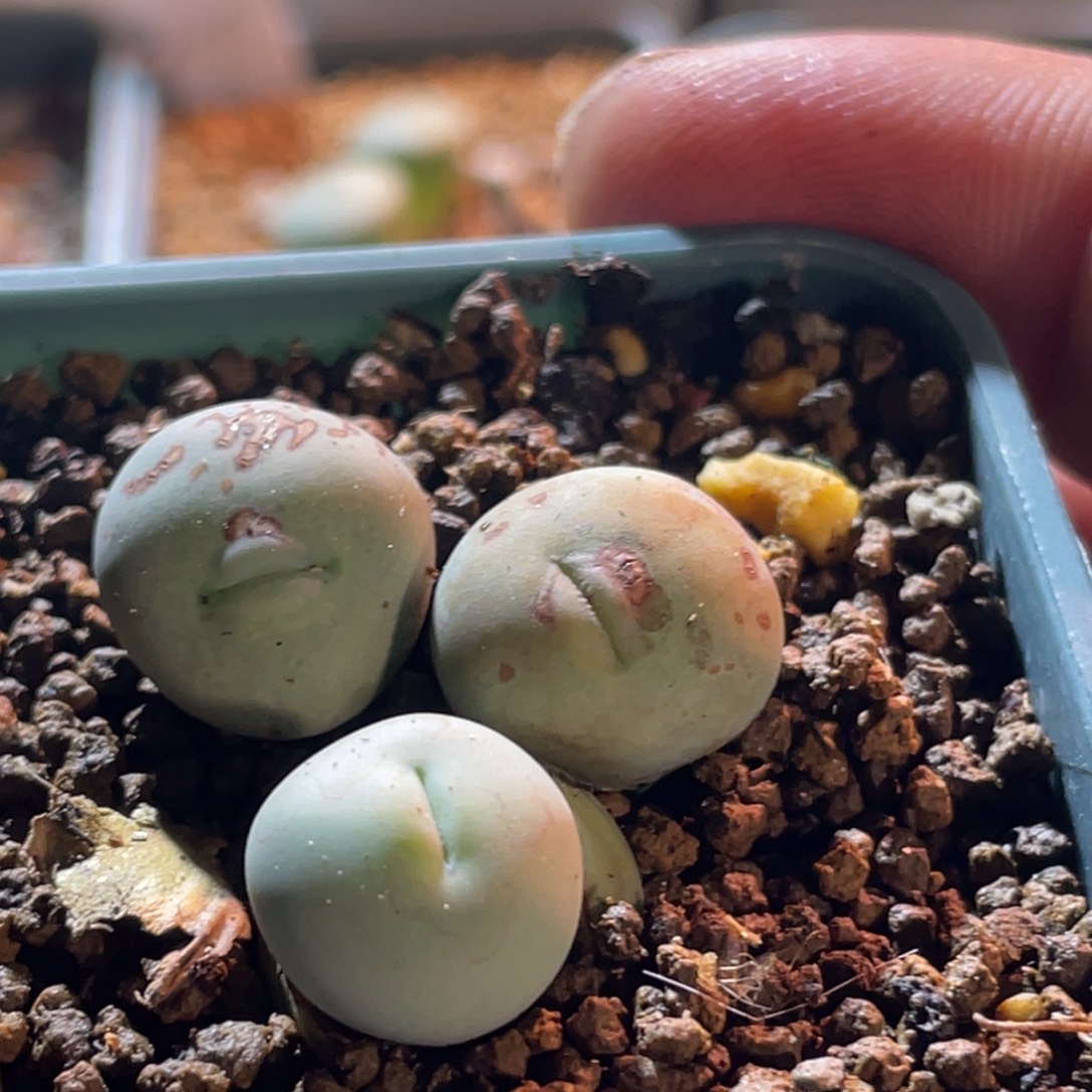香肠嘴大厚嘴红嘴植物一物一拍