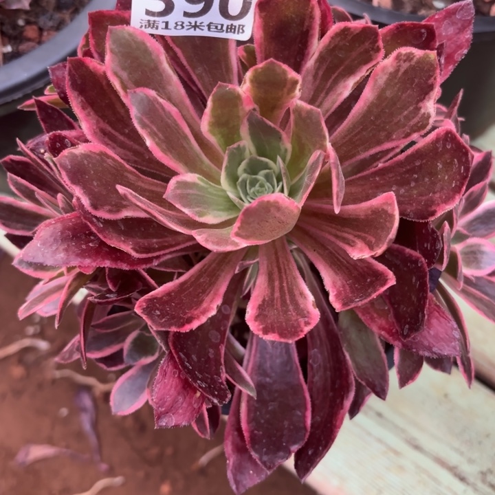 390浣纱掌心多肉法师锦