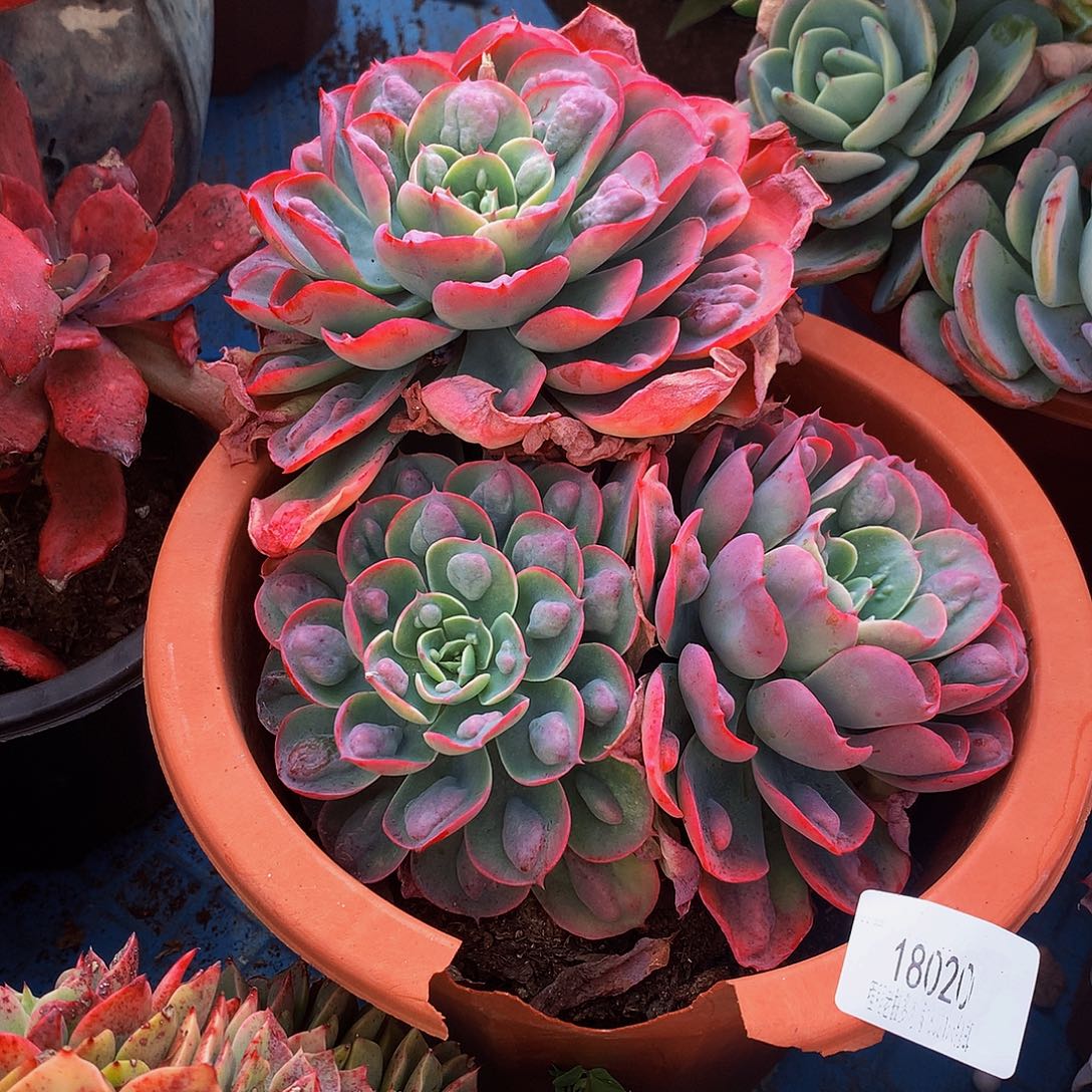 江***台雨滴18020多肉多肉