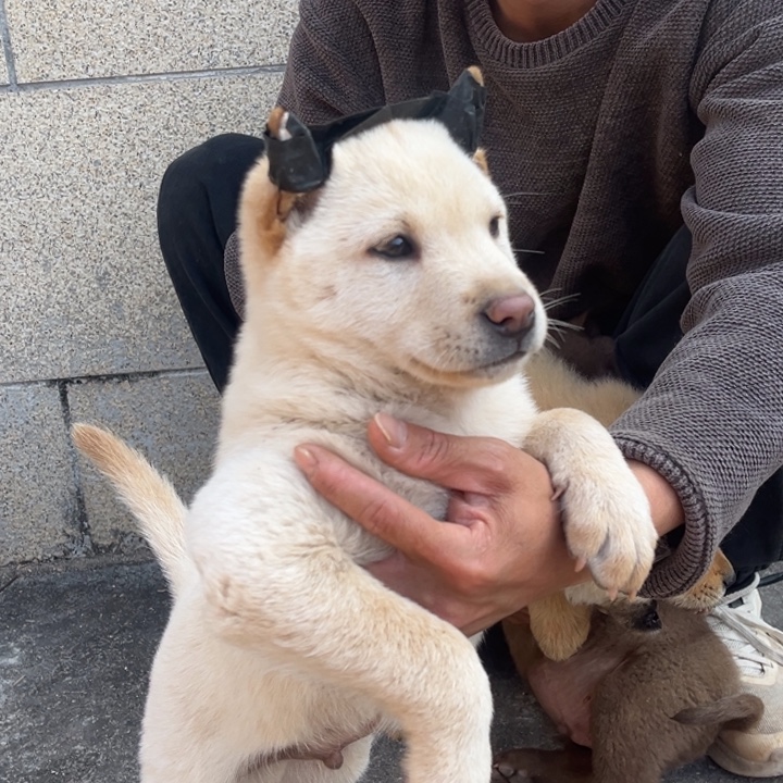 张***、中华田园犬小弟弟