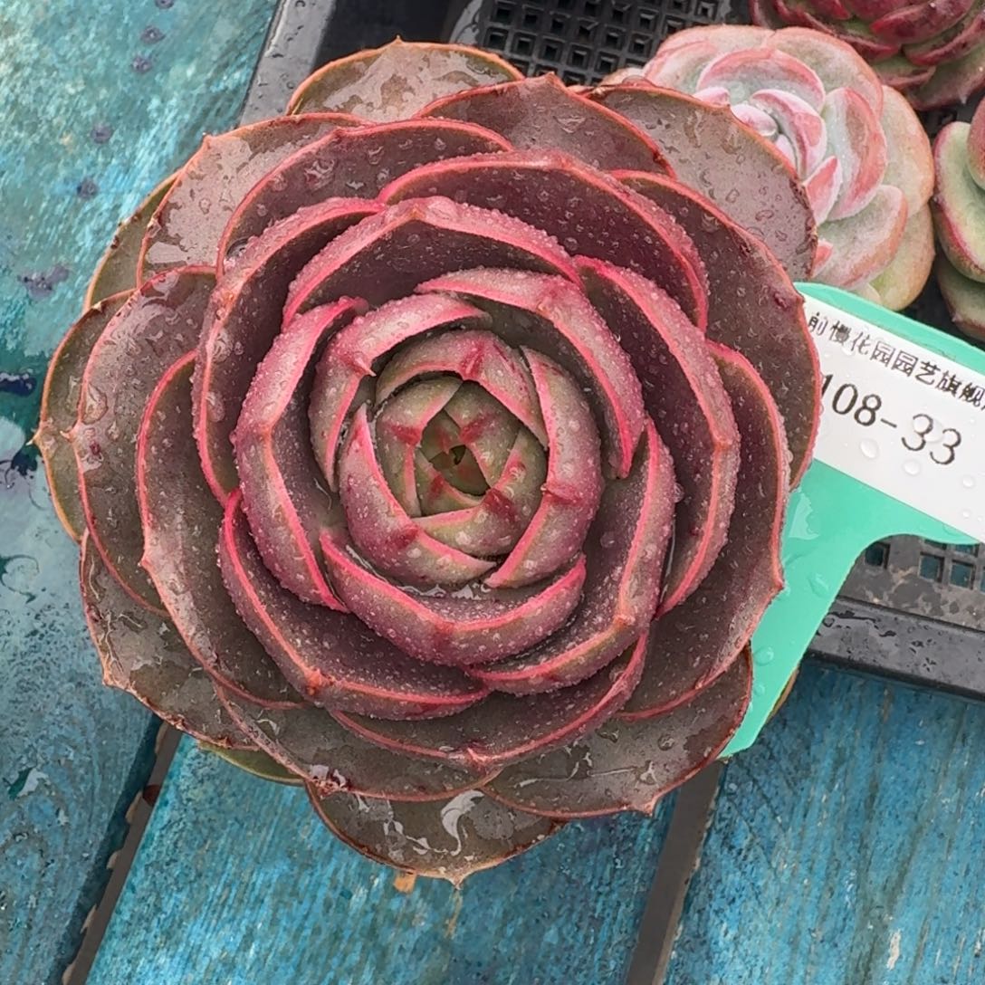 轩***妈从前慢多肉精选编号1108.33