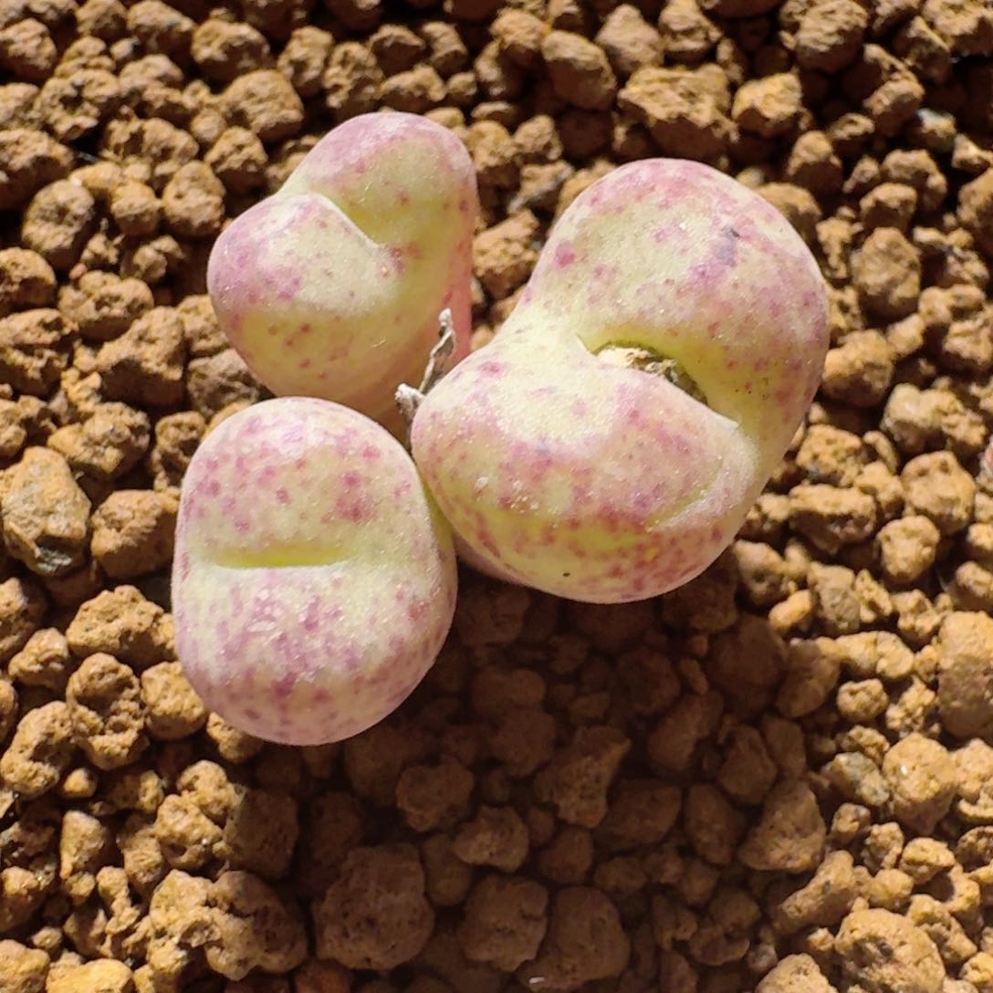 脱土..................