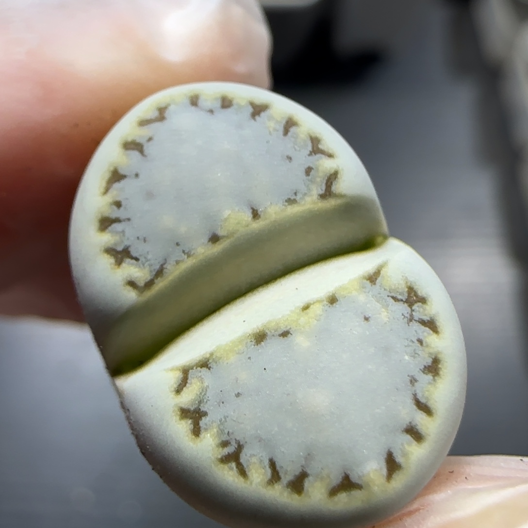 12.20。糖霜饼干 5043