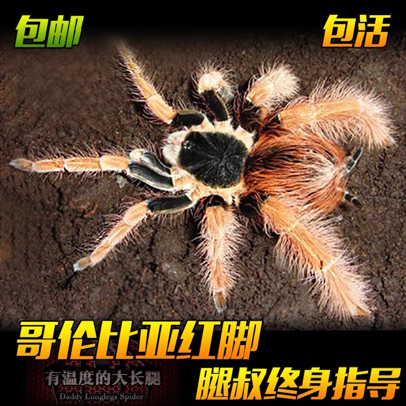 腿叔~哥伦比亚红脚Mr宠物蜘蛛活体大型地栖红色进阶型爬宠