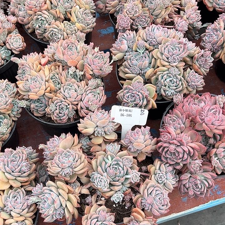 16.100霜花一个脱土