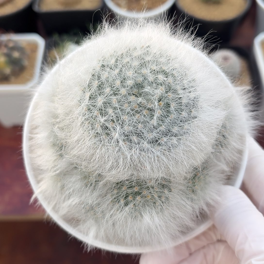 无刺丽光殿仙人球2