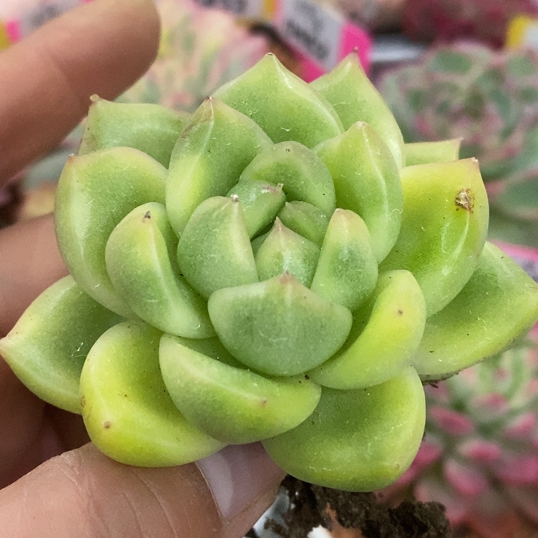 275短肥圆绿东云杂哈哈哈哈