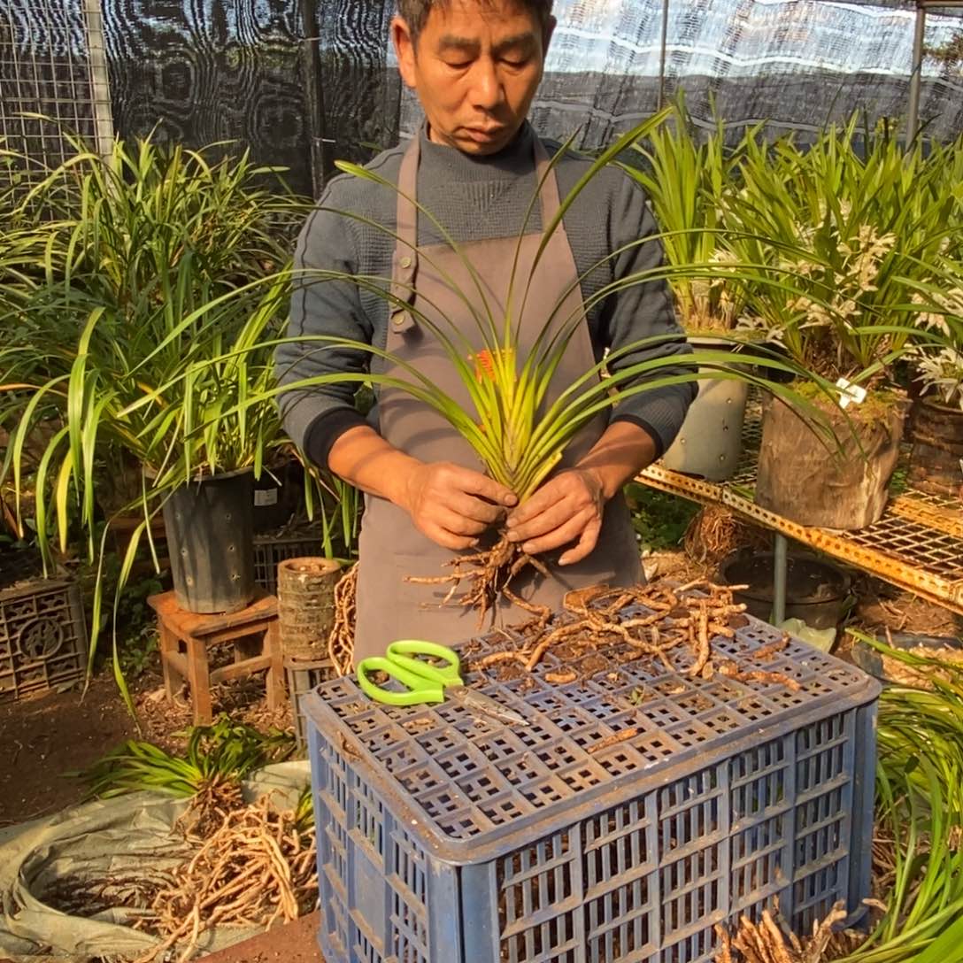 完全开放13独占春大雪兰