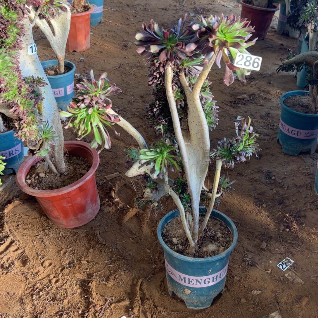 微瑕疵黑缀286高度42厘米