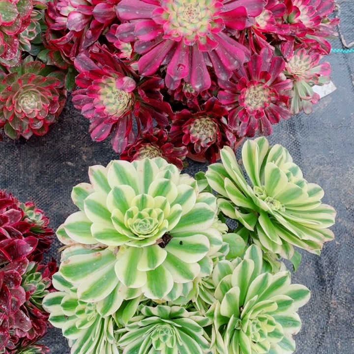 多肉植物组合156