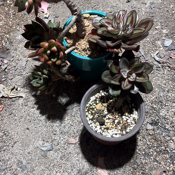 甜**麻一物一拍多肉套餐2个