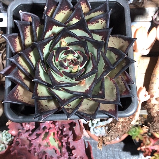 乌木多肉多肉植物