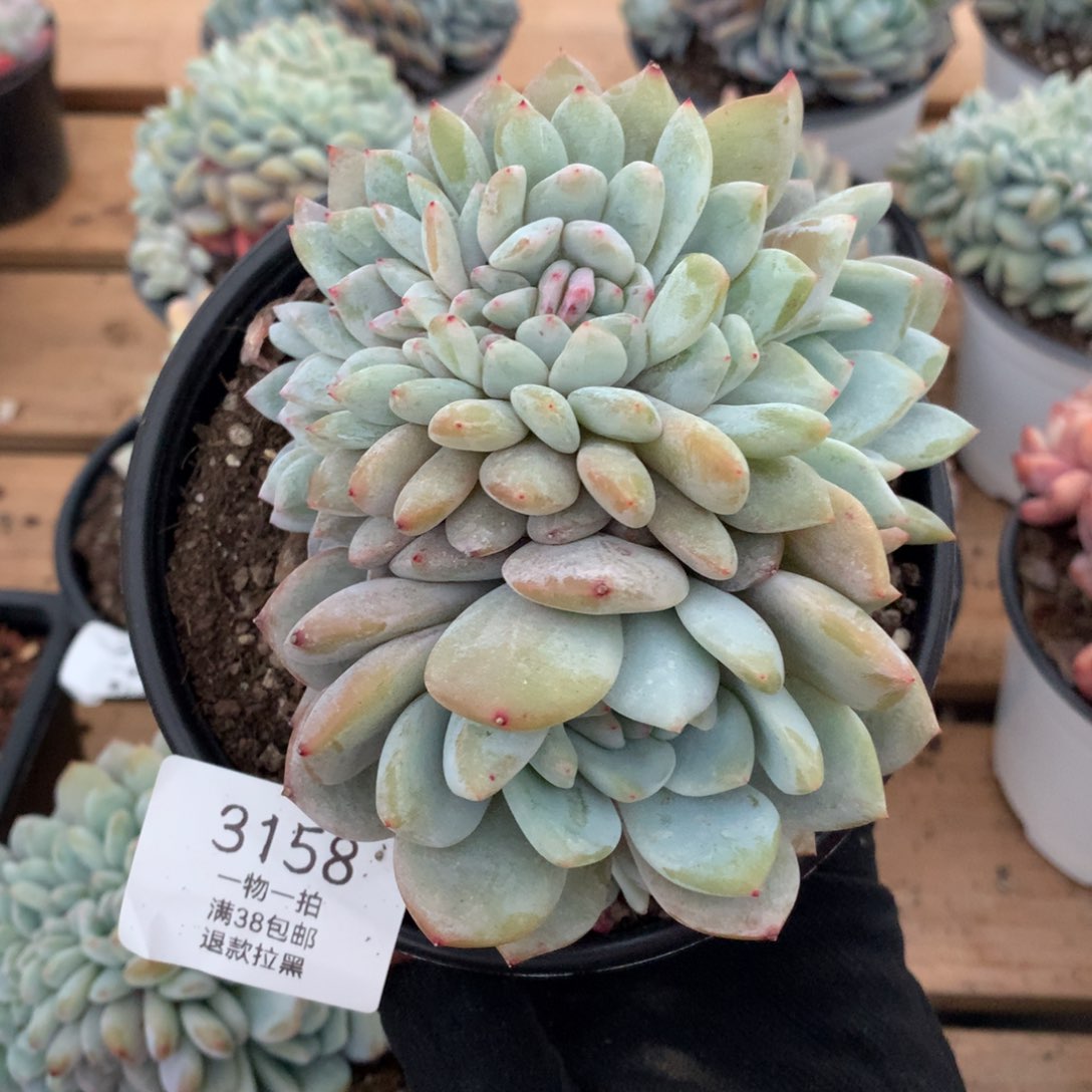 12.5厘米胸花星影缀3158