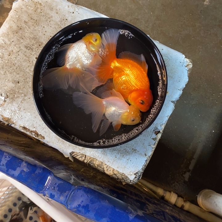 狮头鱼金鱼活体002