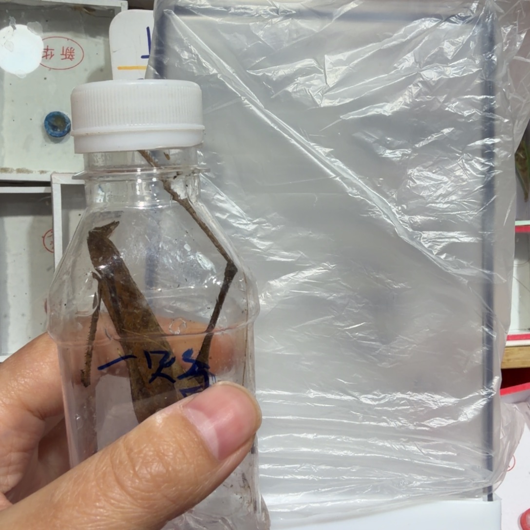 R***）蟋蟀生态盒一个包邮