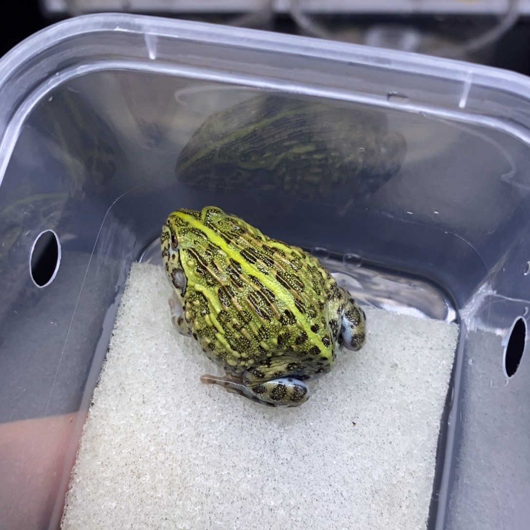 角蛙发出不退换非洲牛蛙编号871