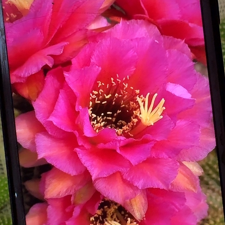 音符侧芽5公分左右毛花柱