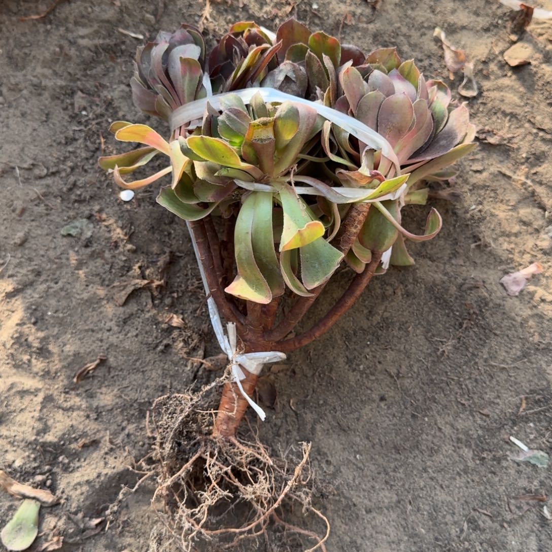 法师万七彩3913 18-3