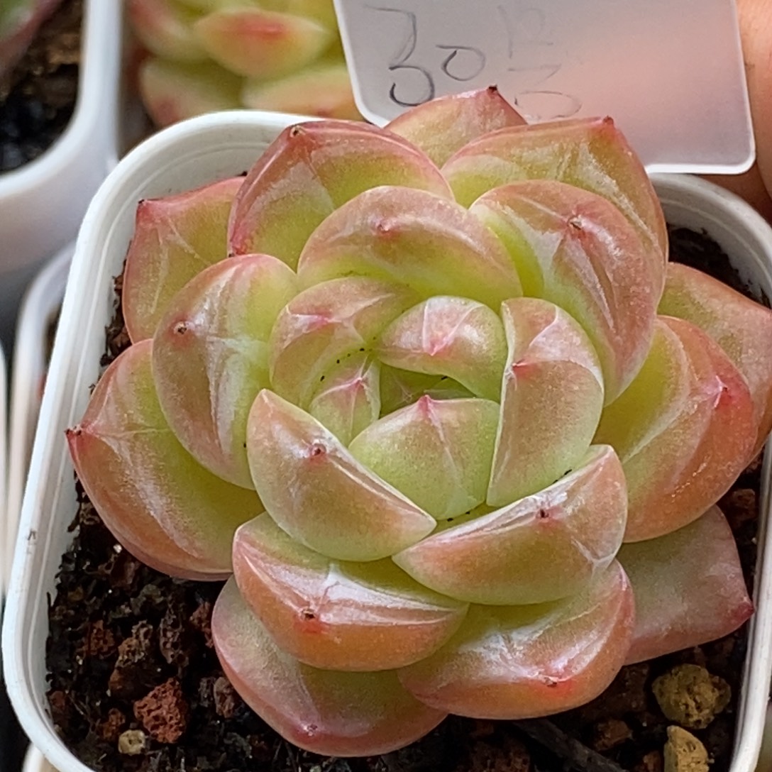 天官赐福百无禁忌