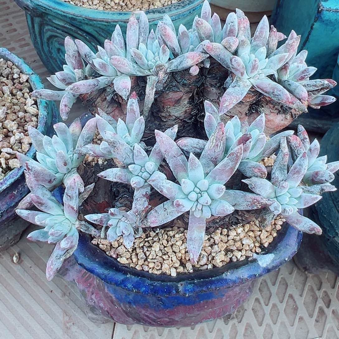 9188雪花缀化仙女杯多肉