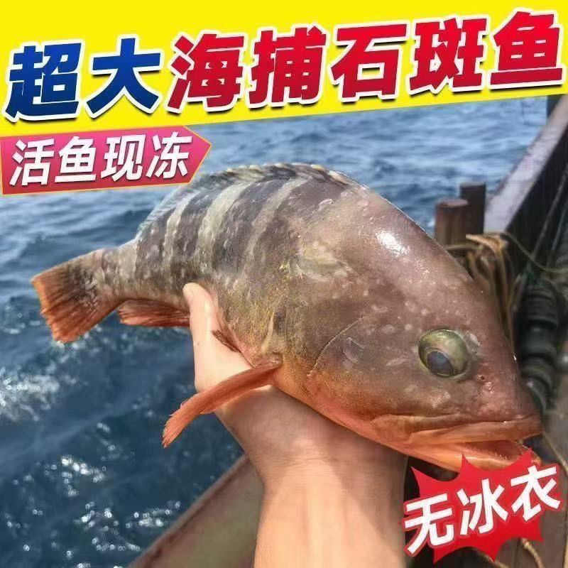 【凌晨上岸】新鲜速冻野生海捕石斑鱼无冰净重Q弹厚实无杂刺
