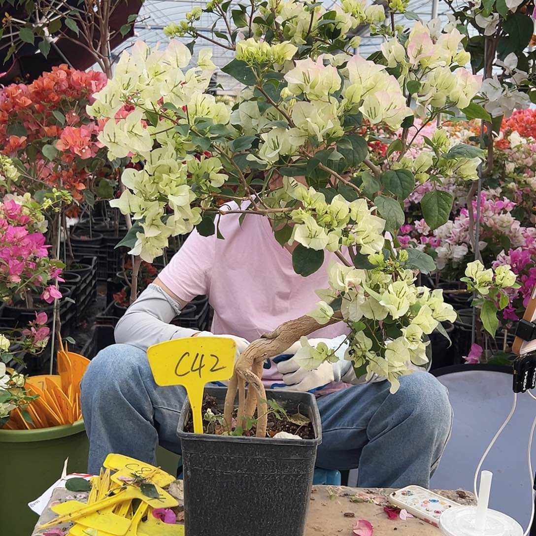 潘***美大部分花苞少量开放C42绿樱