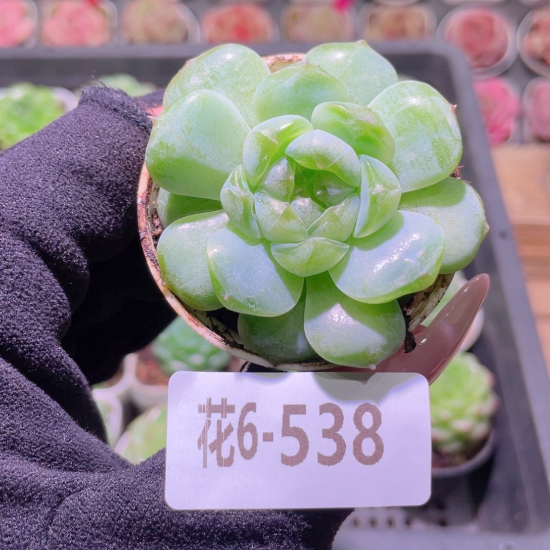 花利美6-538新品珍妮