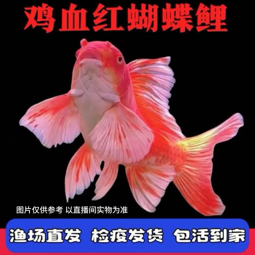 老孙头蝴蝶鲤-18-23cm纯种普身红色蝴蝶鲤淡水观赏鱼好养耐活
