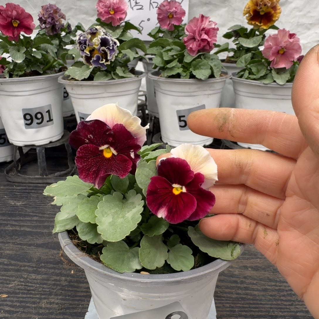 全部花朵639号彩虹白耳