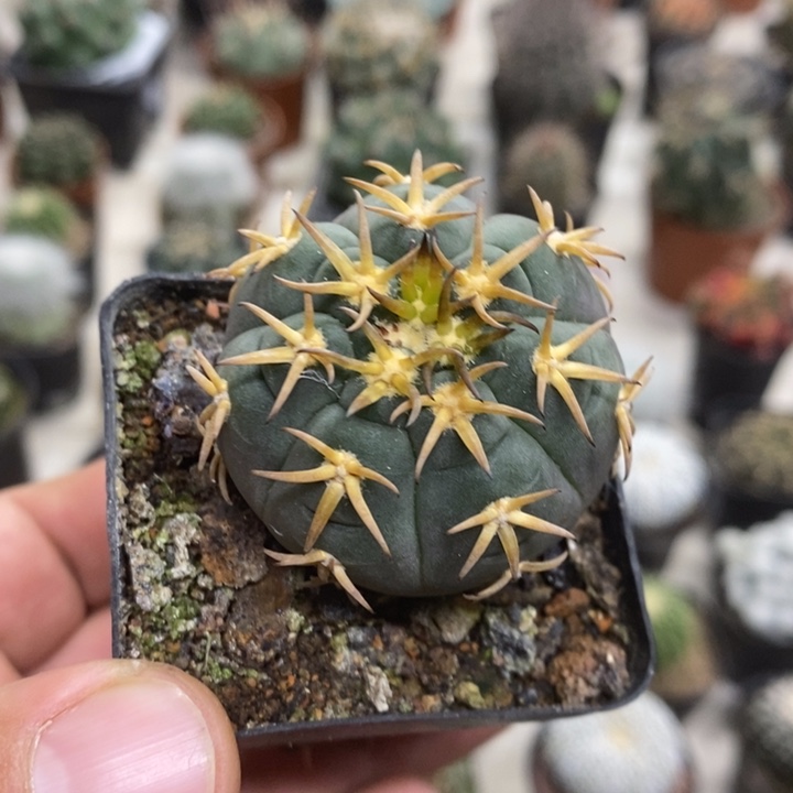 实生猫爪特价福利