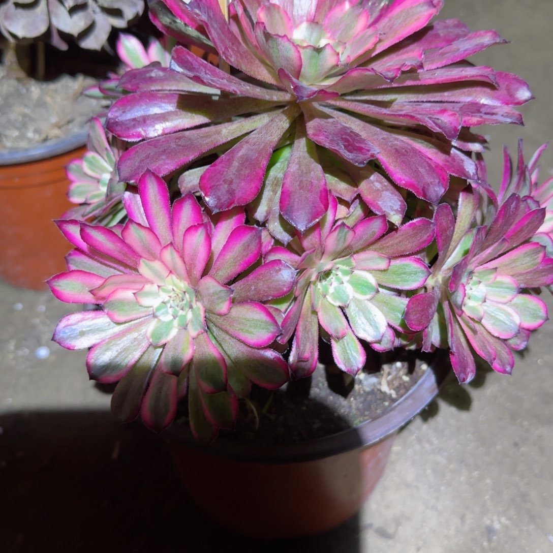 毛*雪姬法师多肉333