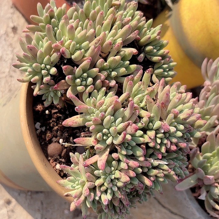 仙女杯多肉植物提取