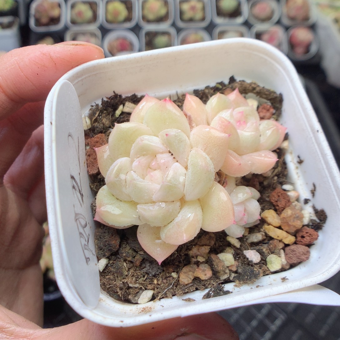无花朵R94。财富2。yyyyyyy