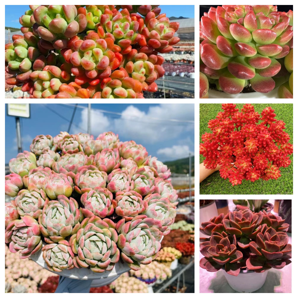 x香水贝瑞+罗马盆组合 新手好养 带盆带土 皮实 云南基地直发