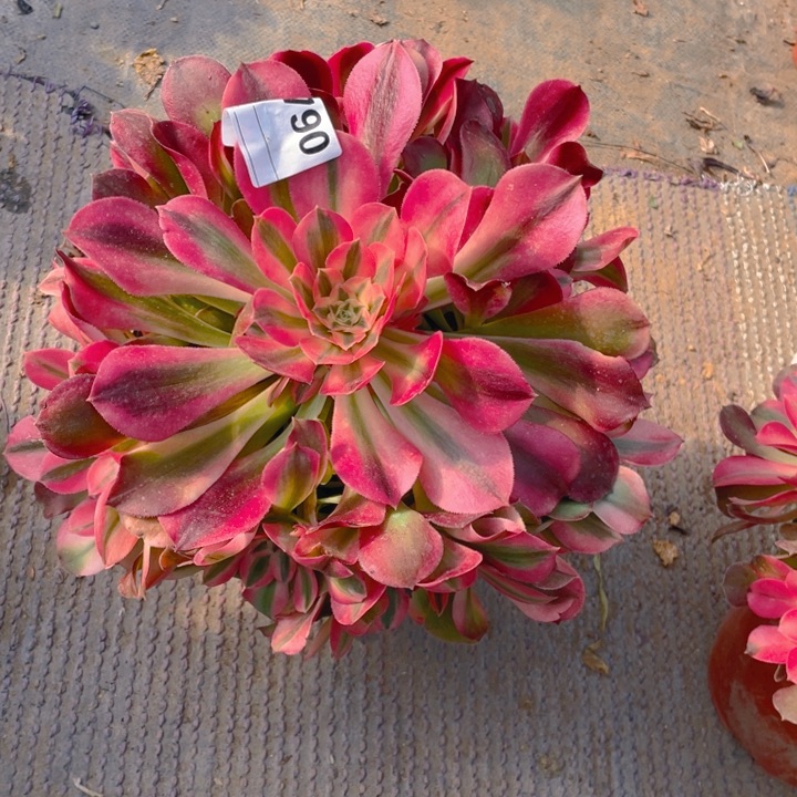 多肉香妃法师790