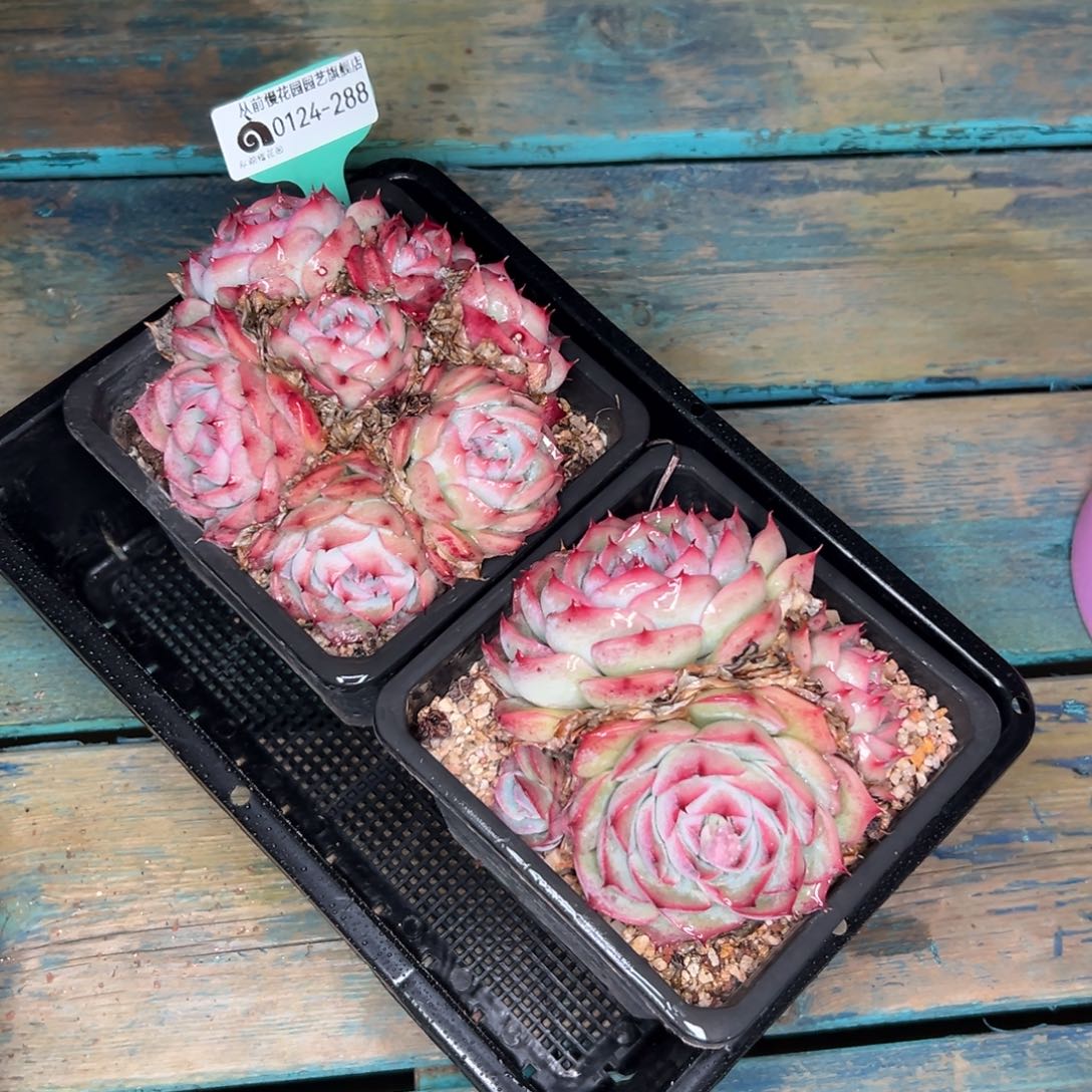 多肉一物一拍0124-288