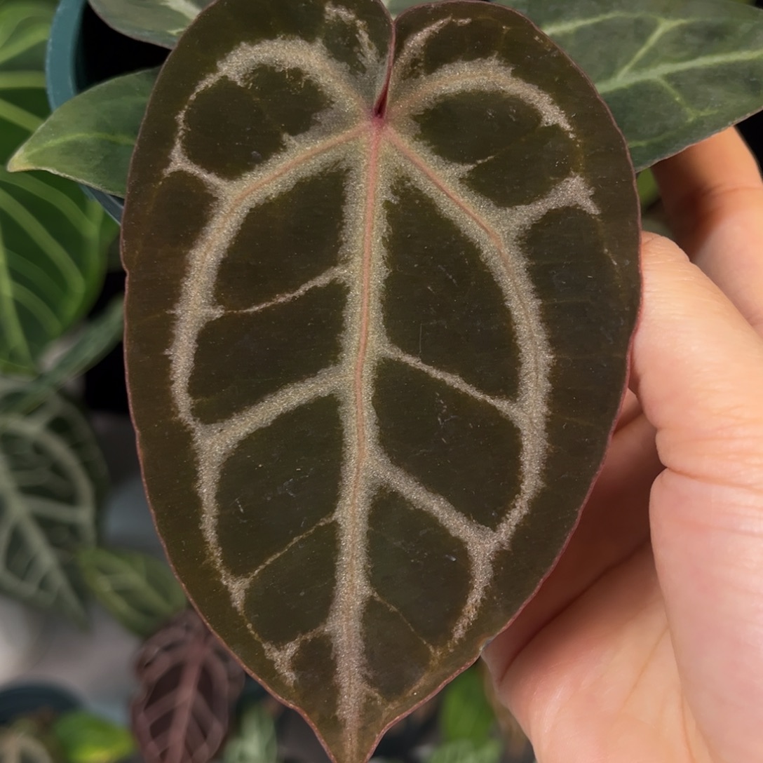 无花朵紫水晶杂8899