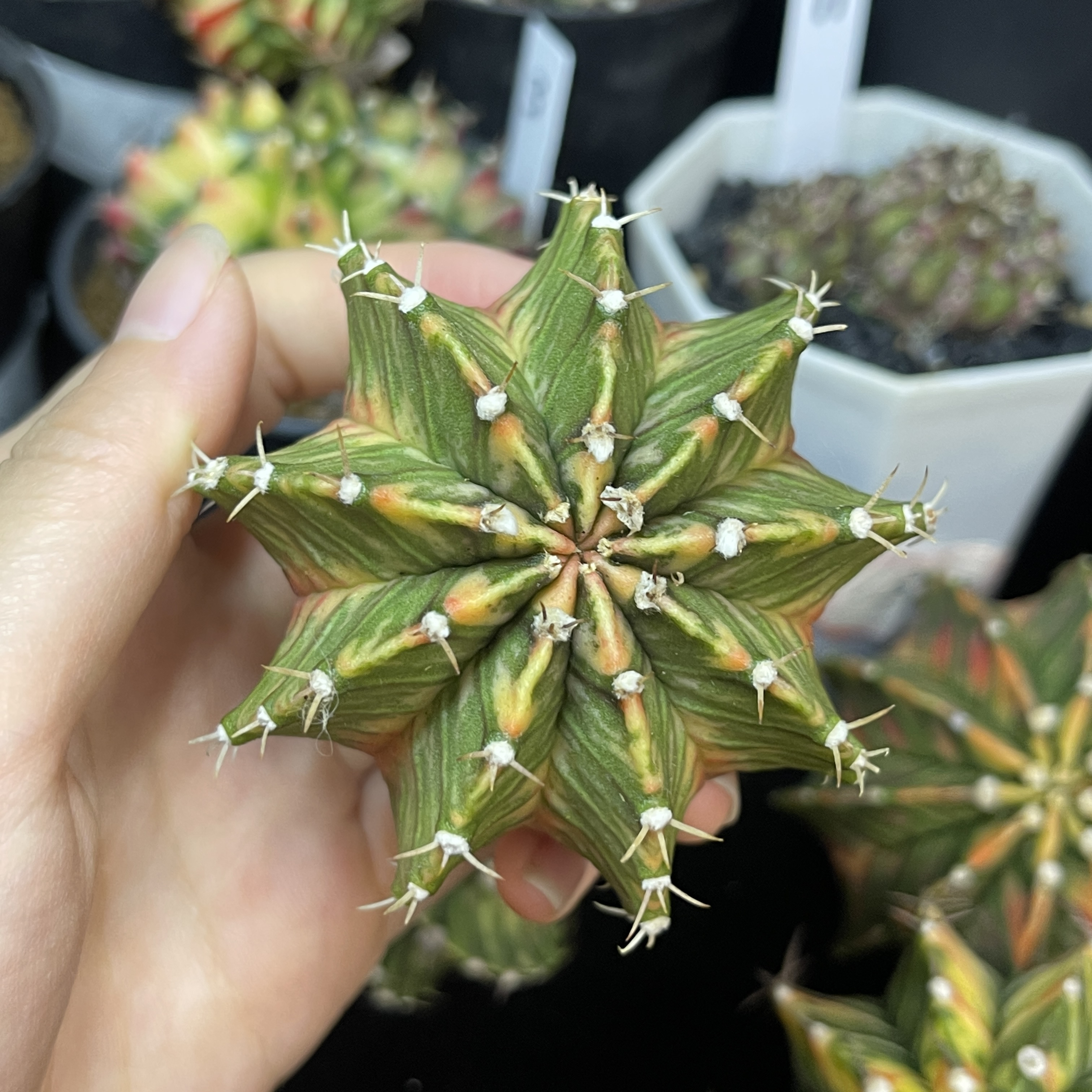 肋骨 一物一拍 脱土发货