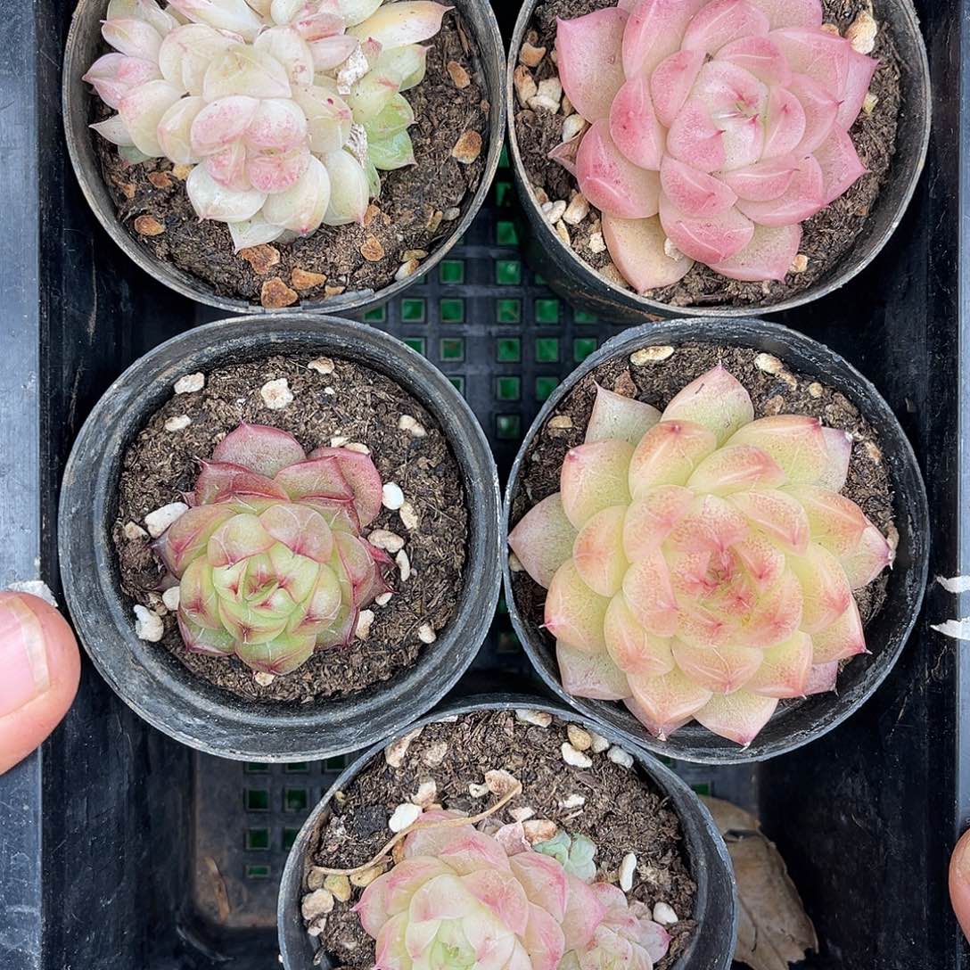 多肉一物一拍30-111