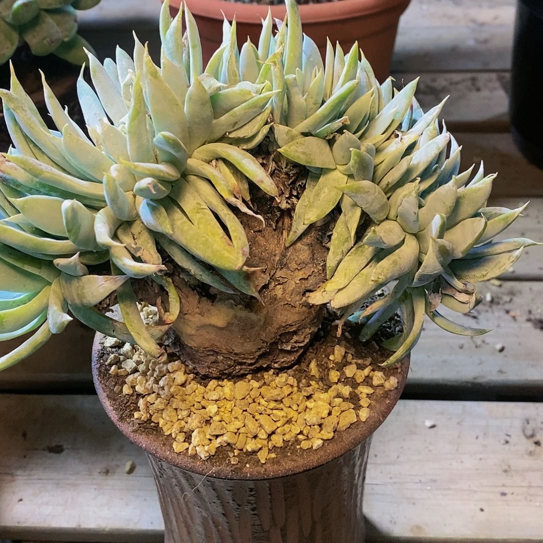 【闪购商品】哈哈哈哈瑕疵雪奴1283多肉