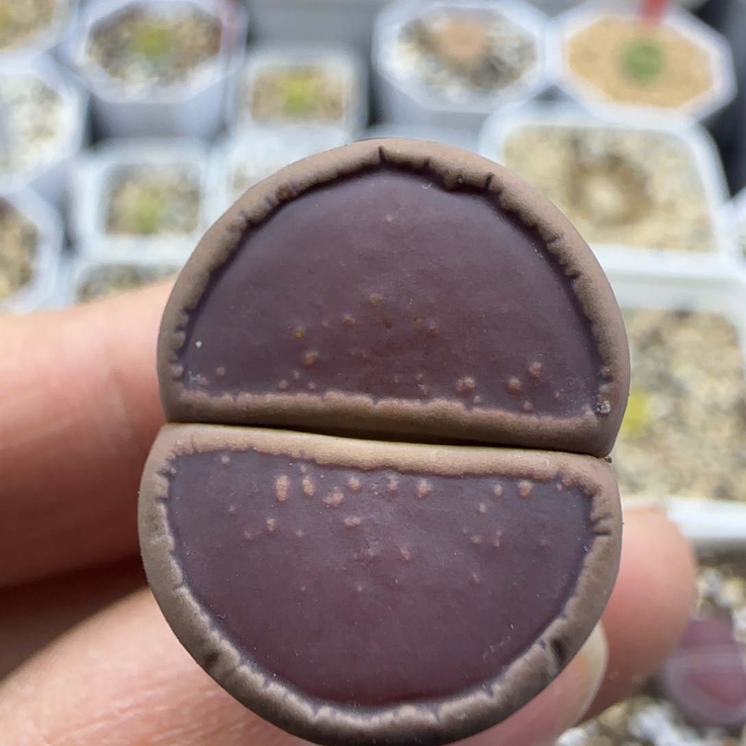 745 清框福利30包邮