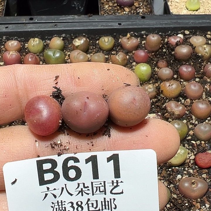 假***：611号吕毛3个多肉植物