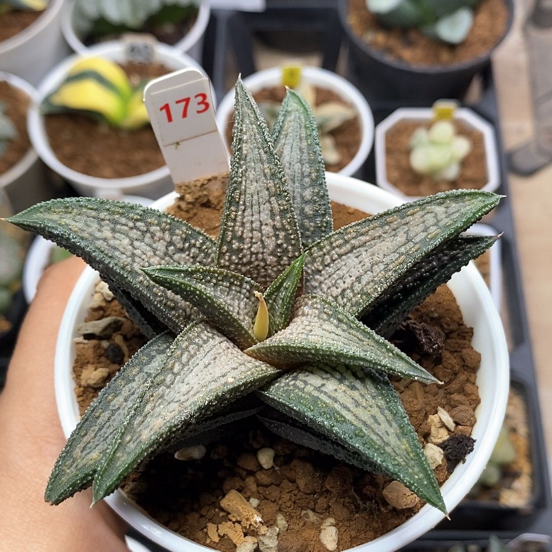 红陶173号锦带桥一物一拍