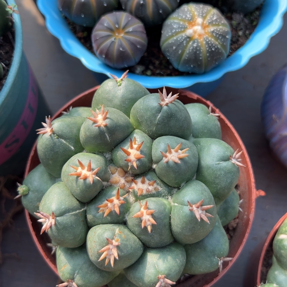 短豪刺象牙随机一颗。   