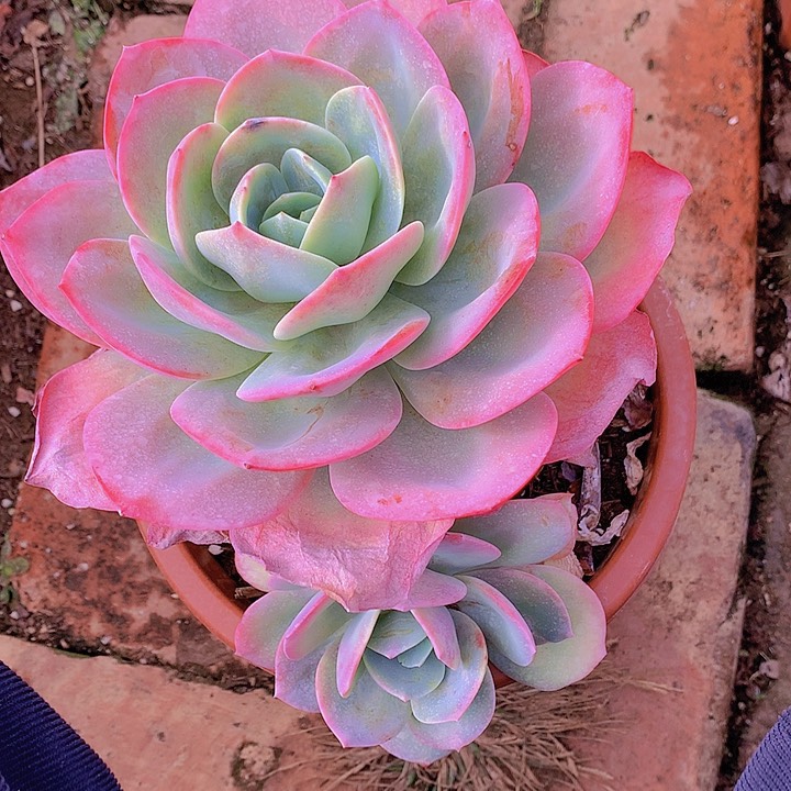 无花朵用****4多肉植物1656625